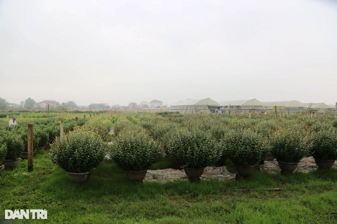 Gần Tết, người trồng hoa thấp thỏm về vụ thu hoạch lớn nhất trong năm - 6 Gần Tết, người trồng hoa thấp thỏm về vụ thu hoạch lớn nhất trong năm - 6