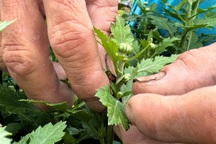 Đứng cả ngày ngắt nụ hoa kiếm 250.000 đồng