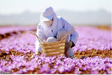 Nghệ tây Safran - gia vị “quốc túy” của nhiều nền ẩm thực