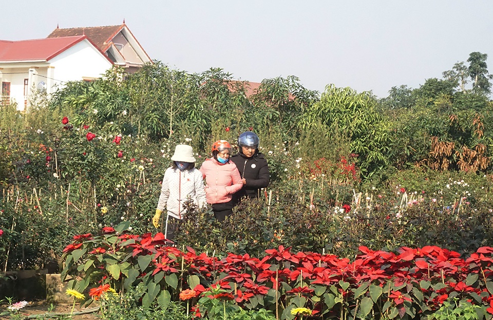 Hoa Tết giá mềm, người dân tranh thủ đi chọn sớm - 1 Hoa Tết giá mềm, người dân tranh thủ đi chọn sớm - 1