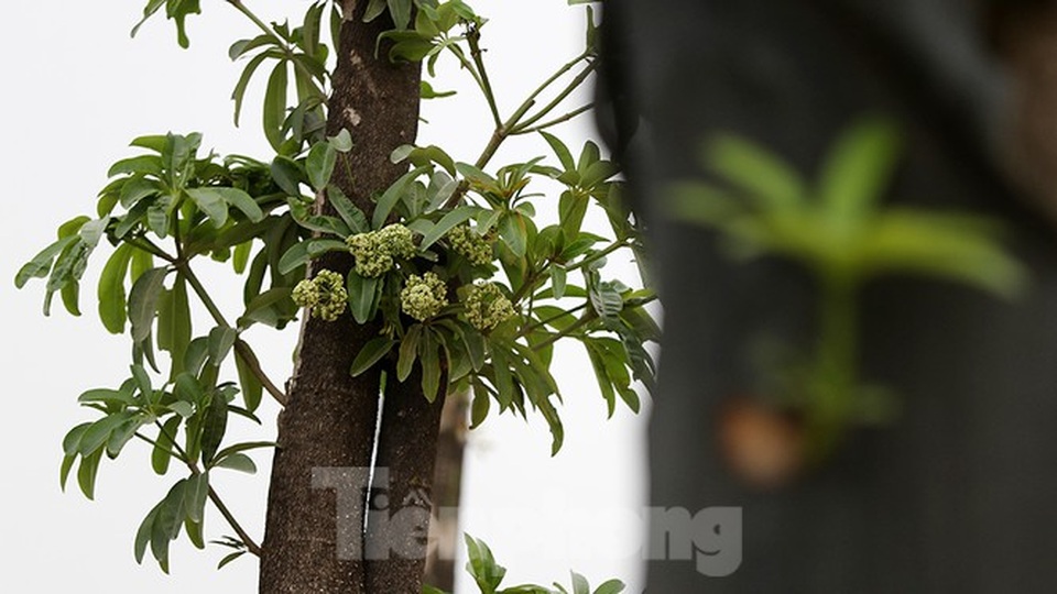 Hàng hoa sữa chuyển từ Hà Nội lên bãi rác Nam Sơn giờ ra sao? - 11 Hàng hoa sữa chuyển từ Hà Nội lên bãi rác Nam Sơn giờ ra sao? - 11