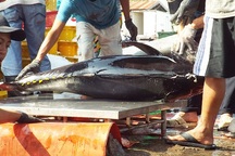 Hàng loạt chủ tàu câu cá ngừ ở Nam Trung Bộ “méo mặt” vì lỗ nặng