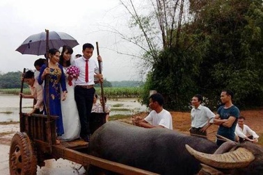 Chú rể vượt nước lũ, rước dâu bằng... xe trâu
