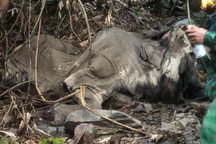 Vụ phát hiện xác voi trong rừng: Đàn voi 3-4 con, từng quật chết người