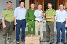 Chà vá chân nâu đi lạc vào vườn nhà dân