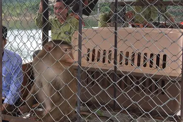 Thả 12 cá thể khỉ nguy cấp quý hiếm về với tự nhiên