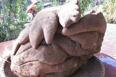 Xôn xao tin củ khoai có hình dáng kỳ lạ