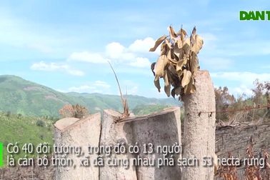 Thủ tướng yêu cầu kiểm tra, xử lý hàng loạt vụ phá rừng ở Phú Yên