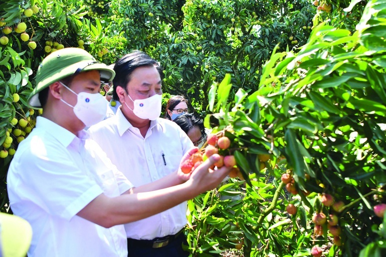 Bước chuyển tư duy kinh tế nông nghiệp - 2 Bước chuyển tư duy kinh tế nông nghiệp - 2