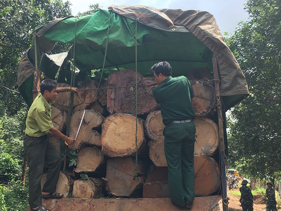 Gỗ lậu lộng hành trên vùng biên giới: Con voi chui lọt lỗ kim! - 1 Gỗ lậu lộng hành trên vùng biên giới: Con voi chui lọt lỗ kim! - 1