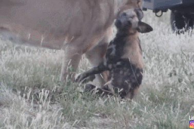 Chó hoang châu Phi đóng kịch giả chết tài tình để thoát khỏi hàm sư tử