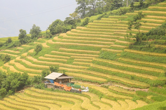 Đi săn mùa vàng ở Sa Pa - 8 Đi săn mùa vàng ở Sa Pa - 8