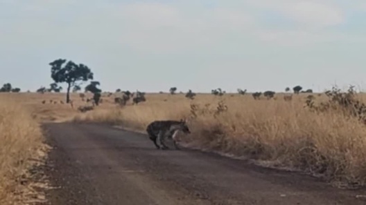 Linh cẩu hốt hoảng bỏ chạy khi bị 2 sư tử đực lao ra đe dọa