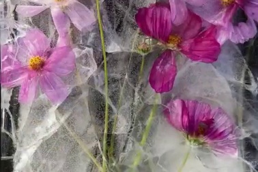 Vẻ đẹp kỳ diệu đến khó tin của những bông hoa bị đông cứng