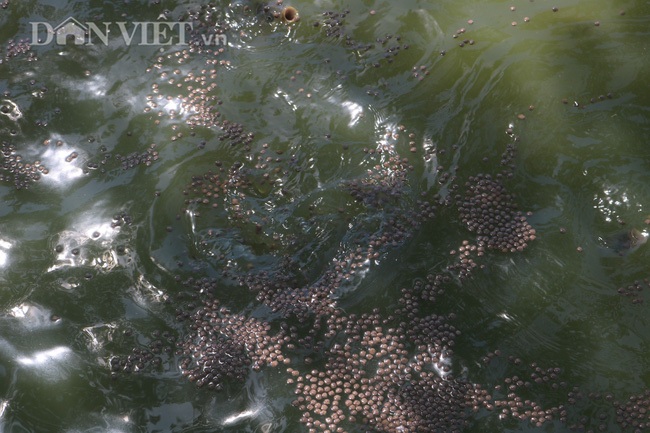 Nuôi cá chép lai thâm canh, nông dân Thanh Hóa lời 150 triệu đồng/ha - 6 Nuôi cá chép lai thâm canh, nông dân Thanh Hóa lời 150 triệu đồng/ha - 6