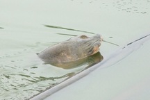 Các chuyên gia “bắt bệnh” cụ Rùa hồ Gươm