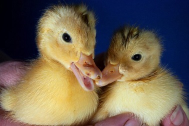 Một quả trứng nở ra 2 con vịt