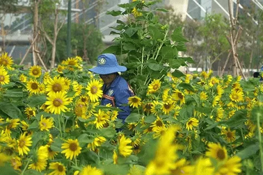 Thay mới toàn bộ hoa hướng dương ở Công viên bờ sông Sài Gòn