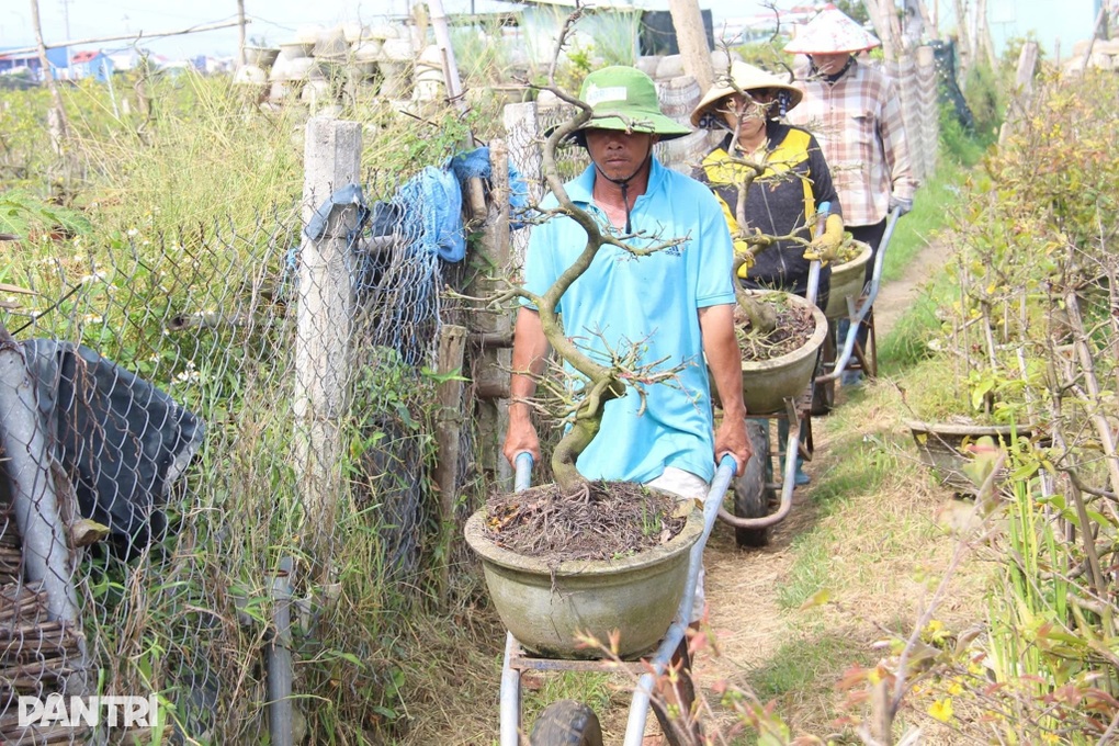 Vụ hoa Tết rớt nước mắt ở làng mai bạc tỷ - 1 Vụ hoa Tết rớt nước mắt ở làng mai bạc tỷ - 1