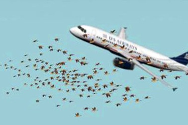 Cú hạ cánh để đời của cơ trưởng Sully Sullenberger: Chỉ tại một đàn chim