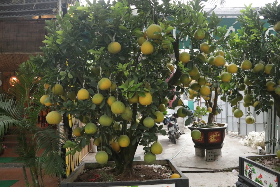 Hà Nội: Bưởi cảnh, đào khủng đua nhau xuống phố đón Tết - 6