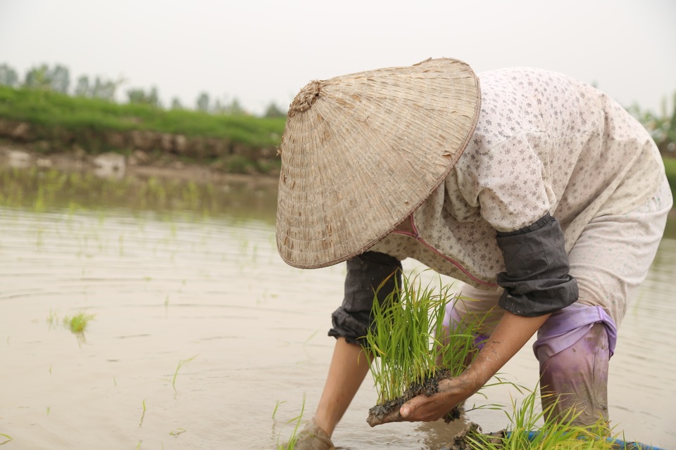 Hà Nội: Mồng 4 Tết, người cấy thuê kiếm 300.000 đồng/ngày - 8 Hà Nội: Mồng 4 Tết, người cấy thuê kiếm 300.000 đồng/ngày - 8