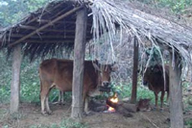 Nông dân khổ vì rét, Bộ NN&PTNT họp khẩn