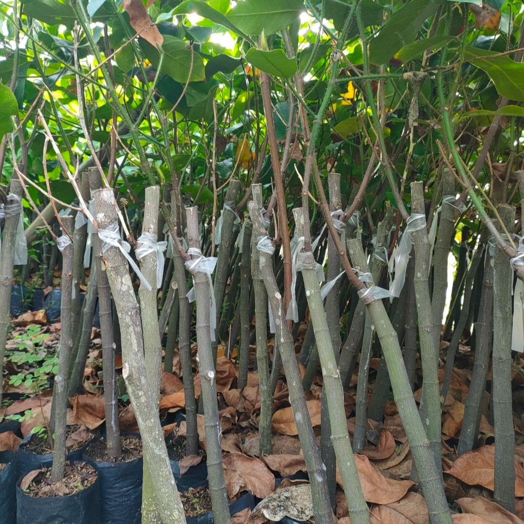 Giống mít vị sầu riêng của anh nông dân miền Tây bán giá cao vẫn hút khách - 4 Giống mít vị sầu riêng của anh nông dân miền Tây bán giá cao vẫn hút khách - 4