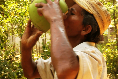 Bình Định: Nắng gắt, giá dừa trái đắt gấp 3 lần vẫn “cháy” hàng