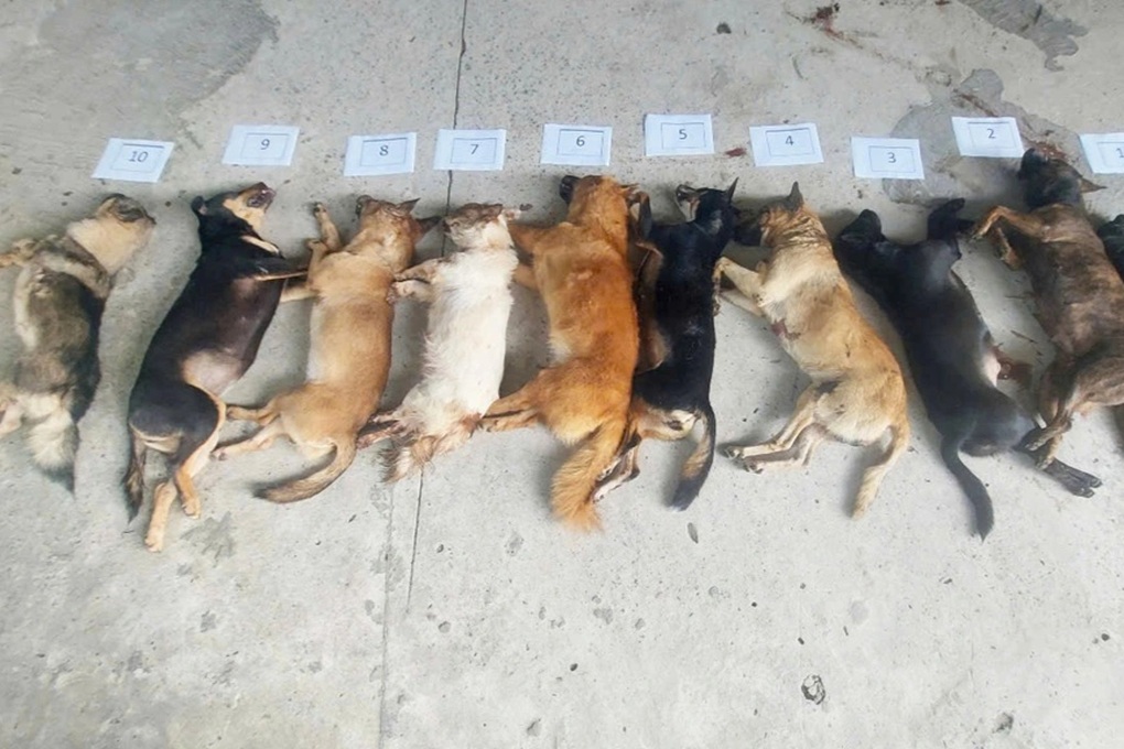 Đang được tại ngoại chờ chấp hành án tù, tiếp tục bị bắt vì trộm chó - 1 Đang được tại ngoại chờ chấp hành án tù, tiếp tục bị bắt vì trộm chó - 1