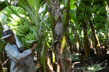 1 năm sau ngày “rớt giá”, chuối tăng giá sốc