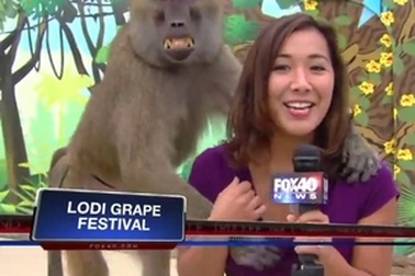 Clip “nữ phóng viên bị khỉ sàm sỡ” nổi bật nhất Internet tuần qua