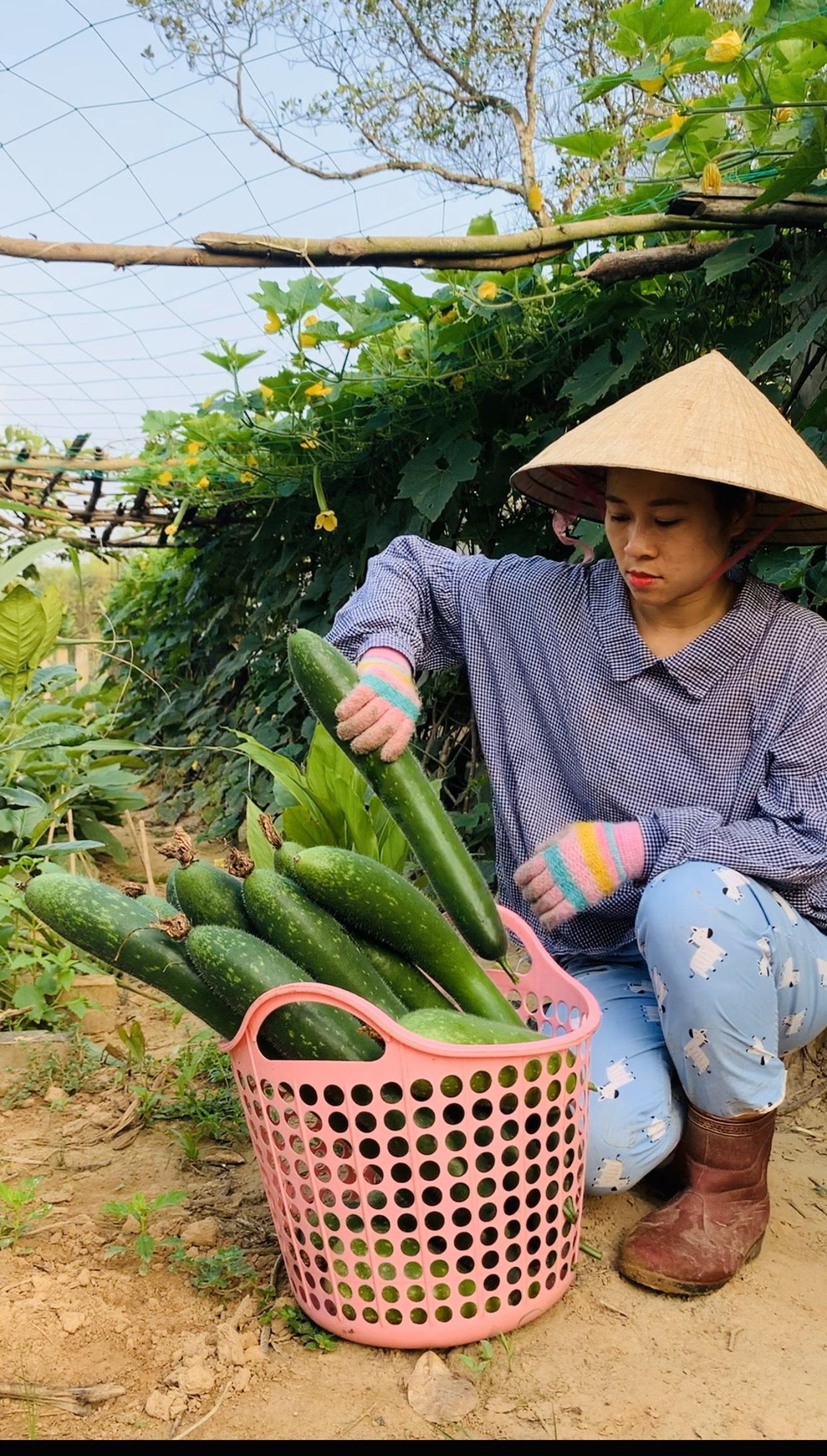 Cô gái Quảng Trị bỏ phố về quê làm nông nghiệp sạch, sống tối giản - 10 Cô gái Quảng Trị bỏ phố về quê làm nông nghiệp sạch, sống tối giản - 10