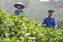 Cây chè, con ong xã Bình Sơn đã giúp 460 hộ gia đình thoát nghèo