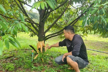 "Cây tỷ đô" bị chặt phá, lột sạch vỏ