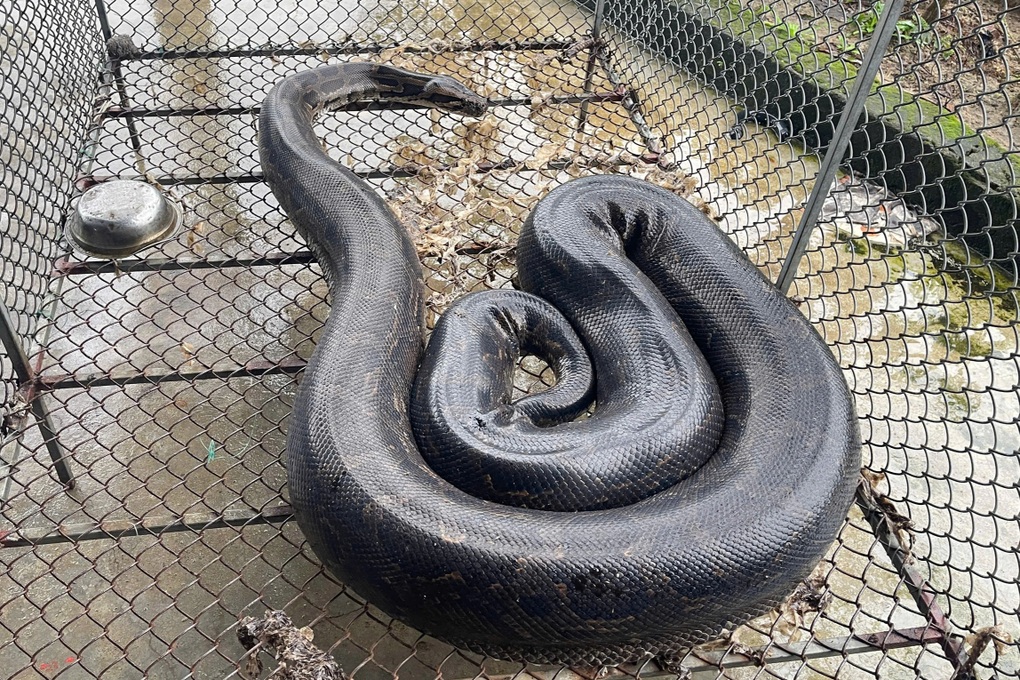 Ba con trăn đất bò vào vườn nhà dân - 1