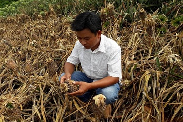 Vườn dứa của dân bị kẻ gian dùng thuốc cỏ tàn phá