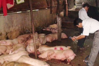 Phát hiện 40 con heo lở mồm long móng chuẩn bị lên bàn ăn