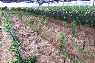 Bàng hoàng phát hiện 1.400 gốc hoa ly bị nhổ trộm chỉ trong một đêm