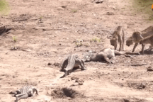 Cá sấu liều lĩnh tranh mồi của báo gê-pa và cái kết