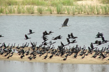 Ngỡ ngàng vì hàng nghìn con chim quý bỗng biến mất