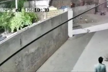 Sư tử vượt rào, tấn công hai đứa trẻ trên phố