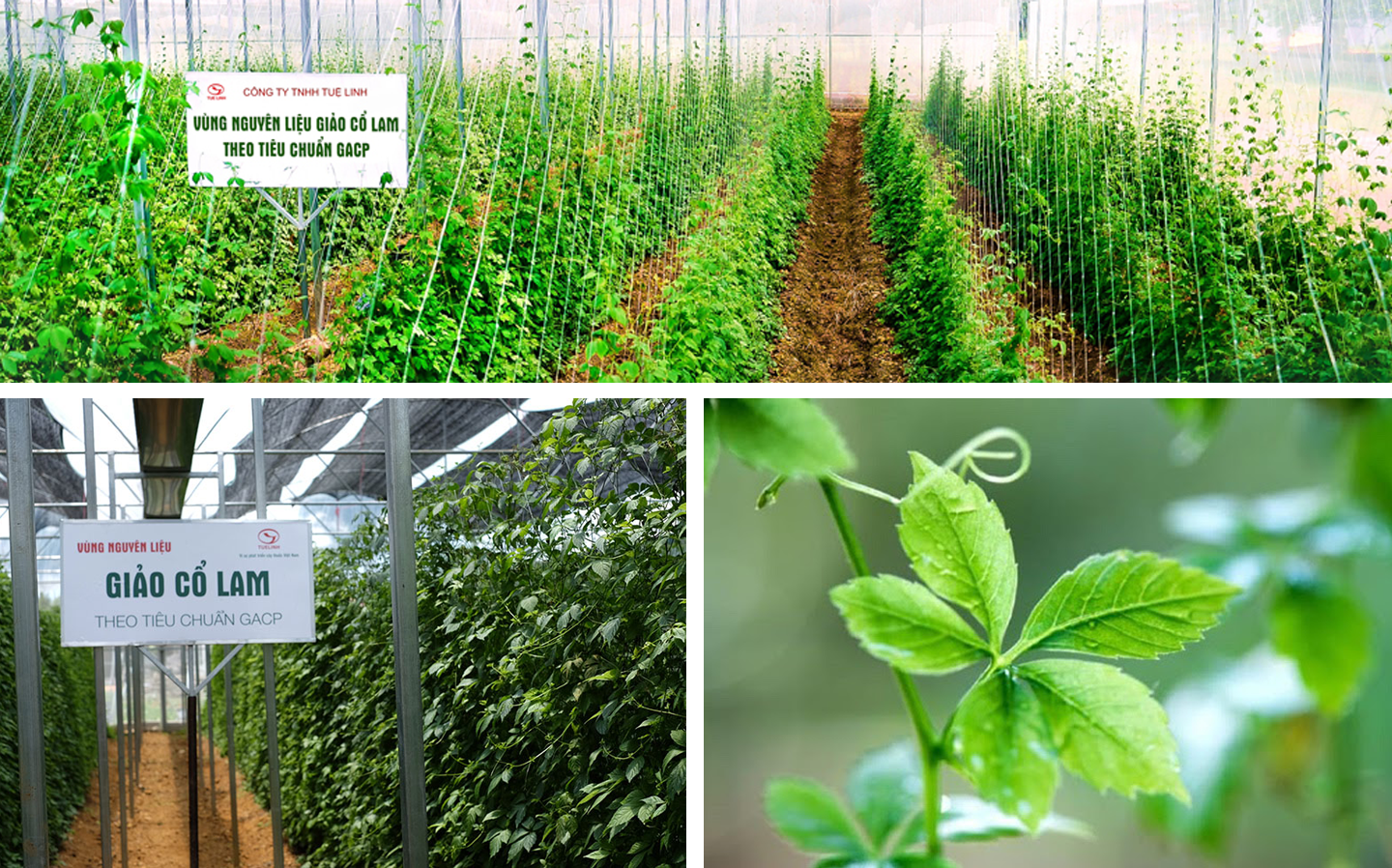 Hành trình 17 năm nâng tầm kho thuốc trời cho của người Việt - 7 Hành trình 17 năm nâng tầm kho thuốc trời cho của người Việt - 7
