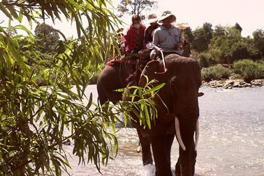 Voi nhà 35 tuổi chết chưa rõ nguyên nhân ngày đầu năm