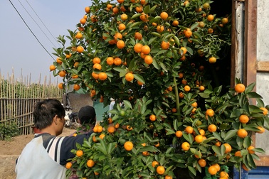 Vườn quất Tứ Liên tất bật cận Tết qua góc nhìn flycam