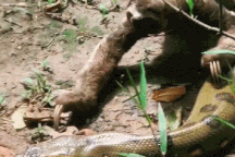 Cuộc chạm trán giữa con lười chậm chạp với trăn "khủng" và cái kết khó ngờ