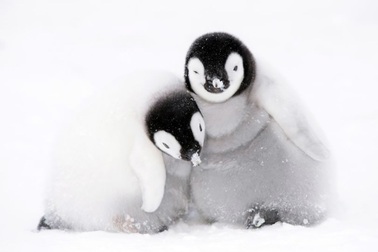 Hàng ngàn con chim cánh cụt non đã bị “xoá sổ” vì… chết đuối ở Nam Cực