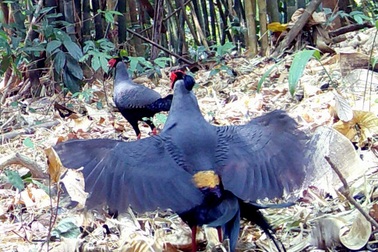 Phát hiện gà lôi và gấu ngựa quý hiếm trong Vườn quốc gia Chư Mo Ray