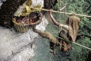 Những người liều mình trên vách đá hàng trăm mét săn "mật ong điên"