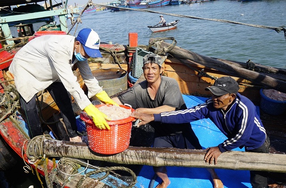Ngư dân Bình Định kiếm cả chục triệu đồng chỉ vài giờ ra khơi - 3 Ngư dân Bình Định kiếm cả chục triệu đồng chỉ vài giờ ra khơi - 3